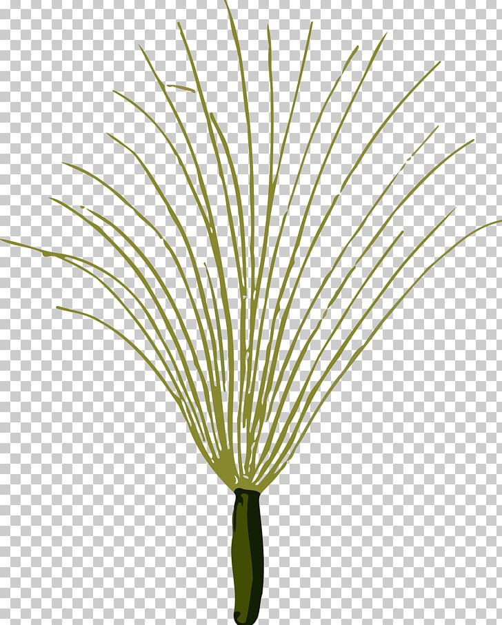 Tree Plant Stem Leaf Branch Grasses PNG, Clipart, Arecales, Branch, Commodity, Family, Flora Free PNG Download