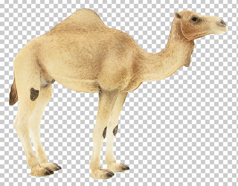 Dromedary Animal Figurine Snout Camels Biology PNG, Clipart, Animal Figurine, Biology, Camels, Dromedary, Paint Free PNG Download