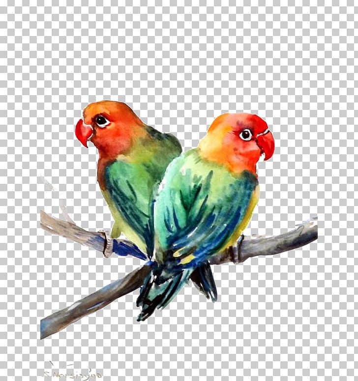 Lovebird Parrot PNG, Clipart, Animal, Animals, Bird, Cartoon, Color Free PNG Download