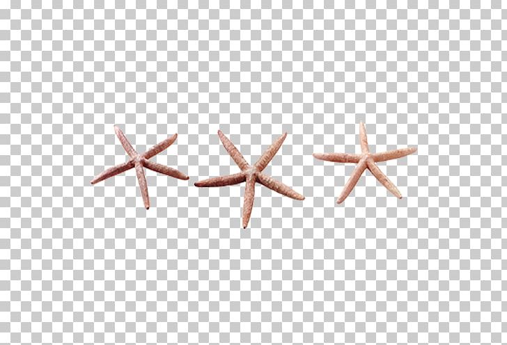 Starfish Animal PNG, Clipart, Animals, Beautiful Starfish, Cartoon Starfish, Depositfiles, Download Free PNG Download