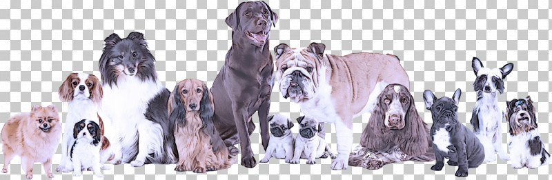 Dog Giant Dog Breed Sporting Group Neapolitan Mastiff Rare Breed (dog) PNG, Clipart, Dog, Giant Dog Breed, Neapolitan Mastiff, Rare Breed Dog, Sporting Group Free PNG Download