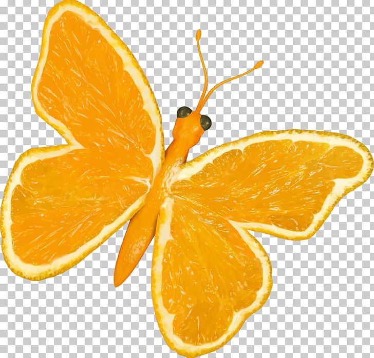 Butterfly Orange Citrus PNG, Clipart, Butterfly, Citric Acid, Citrus, Clip Art, Food Free PNG Download