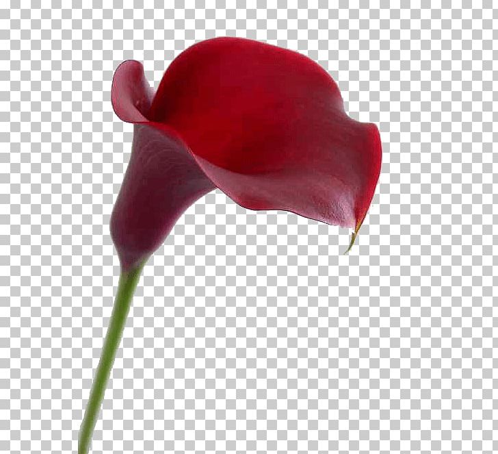 Red Bog Arum Garden Roses Flower White PNG, Clipart, Bog Arum, Calla Lily, Color, Flower, Flower Bouquet Free PNG Download