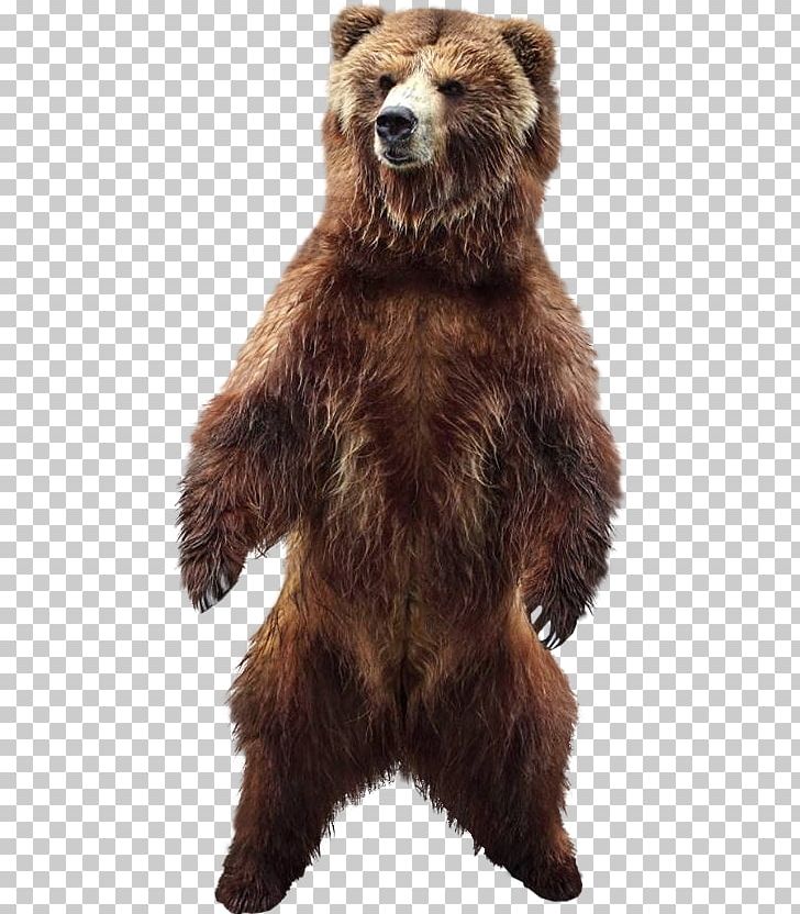 Stock Photography Brown Bear PNG, Clipart, Animals, Bear, Beer, Brown Bear, Carnivoran Free PNG Download