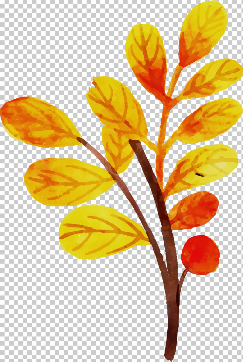 Plant Stem Leaf Petal Plants Plant Structure PNG, Clipart, Autumn Leaf, Biology, Colorful Leaf, Leaf, Paint Free PNG Download