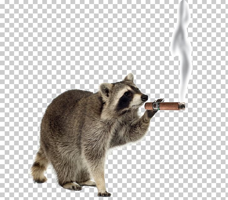 Raccoon Pest Control PNG, Clipart, Animal, Animals, Carnivoran, Cheda, Cockroach Free PNG Download