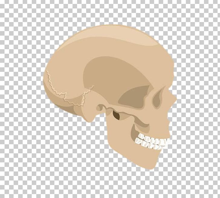 Skull Euclidean Skeleton PNG, Clipart, Animation, Bone, Cartoon, Cartoon Skull, Color Free PNG Download