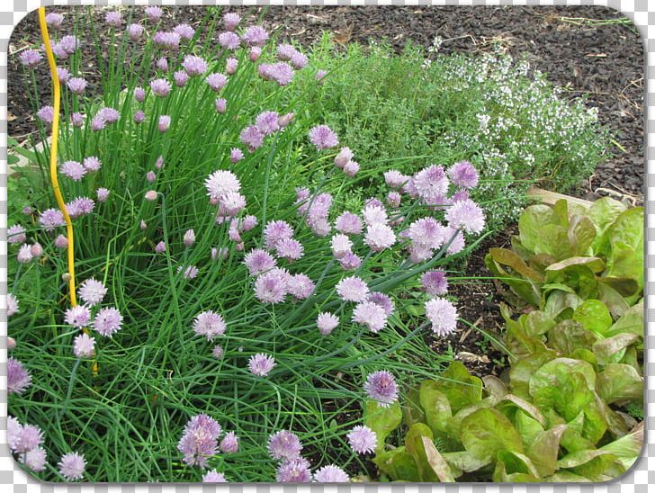 Chives Groundcover Herbaceous Plant Annual Plant Lawn PNG, Clipart, Annual Plant, Chives, Family, Flower, Flowering Plant Free PNG Download