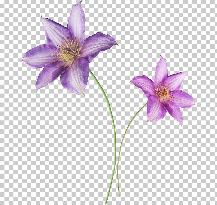 Liliaceae Daylily Flora Violet Lilium PNG, Clipart, Bellflower Family, Daylily, Flora, Flower, Flowering Plant Free PNG Download