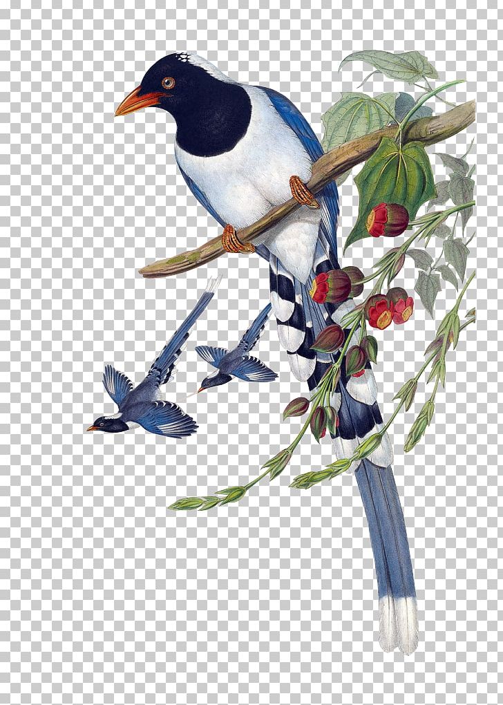 Birds Of Asia Urocissa Large Ground Finch Painting Magpie PNG, Clipart, Beak, Bird, Birds Of Asia, Blue Jay, Branch Free PNG Download