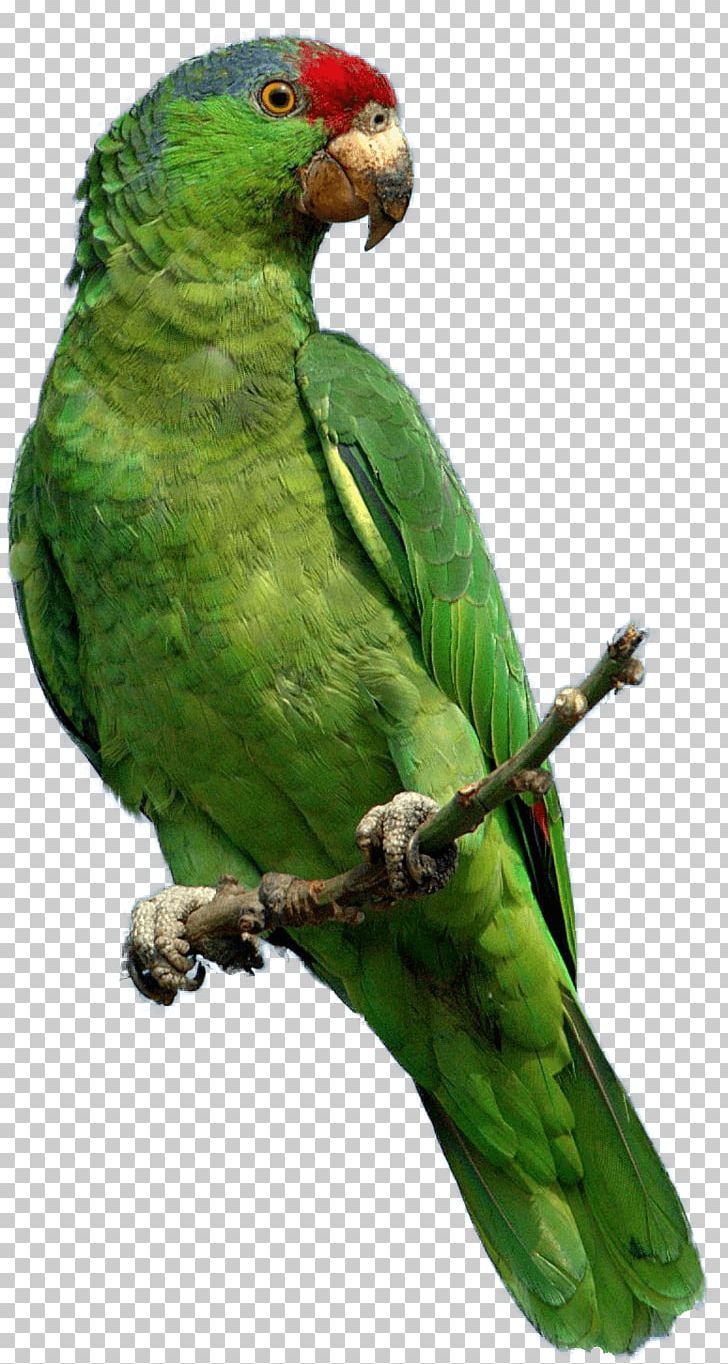 Parrots Of New Guinea PNG, Clipart, Akitaclub, Animal, Animals, Beak, Bird Free PNG Download