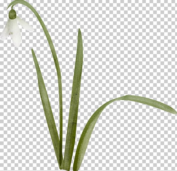 Snowdrop Цветы Lily Of The Valley Landishi PNG, Clipart, Birthday, Daffodil, Flower, Flower Bouquet, Flowering Plant Free PNG Download