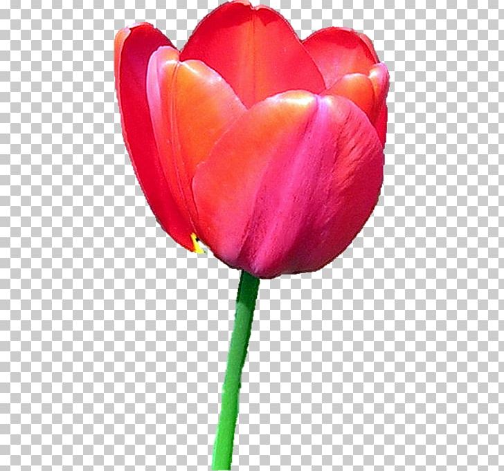 Tulip Flower Icon PNG, Clipart, Adobe Illustrator, Cut Flowers, Euclidean Vector, Flower, Flower Bouquet Free PNG Download