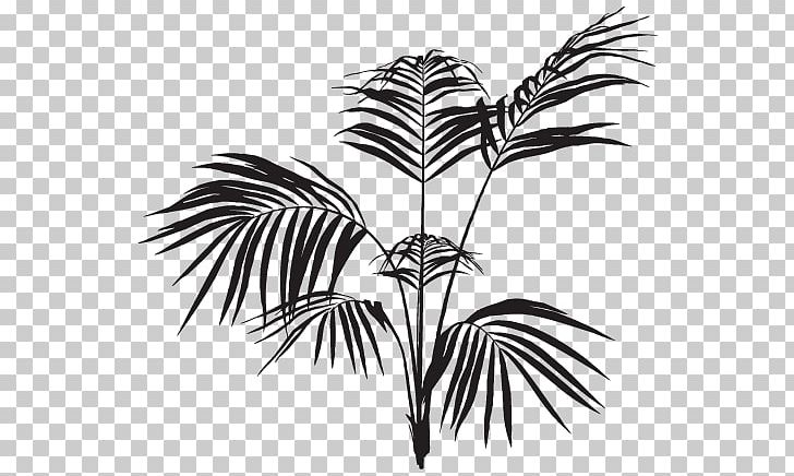 Arecaceae Frond Palm Branch Black And White Leaf PNG, Clipart, Aloha, Arecaceae, Arecales, Black, Black And White Free PNG Download