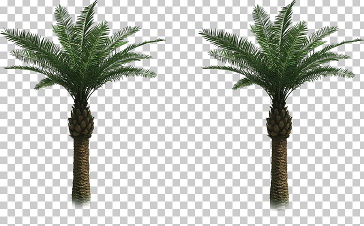 Arecaceae Tree Date Palm PNG, Clipart, Admire, Arecaceae, Arecales, Areca Palm, Artificial Free PNG Download