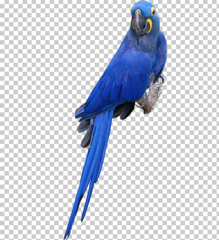 Budgerigar Macaw Parrot Lovebird PNG, Clipart, Animal, Animals, Beak, Bird, Blue Free PNG Download
