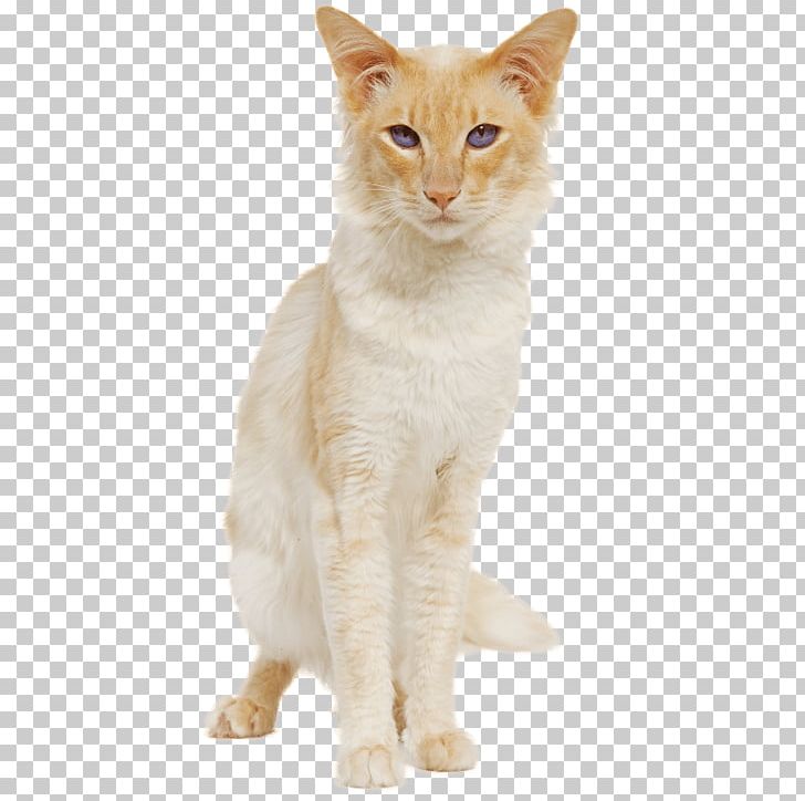 European Shorthair Balinese Cat Burmese Cat Australian Mist American Wirehair PNG, Clipart, American Wirehair, Animals, Asian, Australian Mist, Carnivoran Free PNG Download