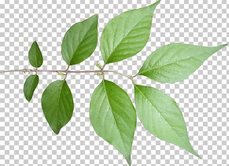 Fiddle-leaf Fig Plant Stem Tree PNG, Clipart, Branch, Color, Fiddleleaf Fig, Fiddle Leaf Fig, Fig Trees Free PNG Download