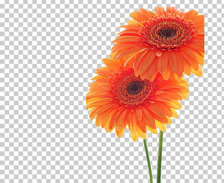 Sunflower Student Movement Transvaal Daisy Common Sunflower Orange PNG, Clipart, Chrysanthemum, Common, Crochet, Cut Flowers, Daisy Family Free PNG Download
