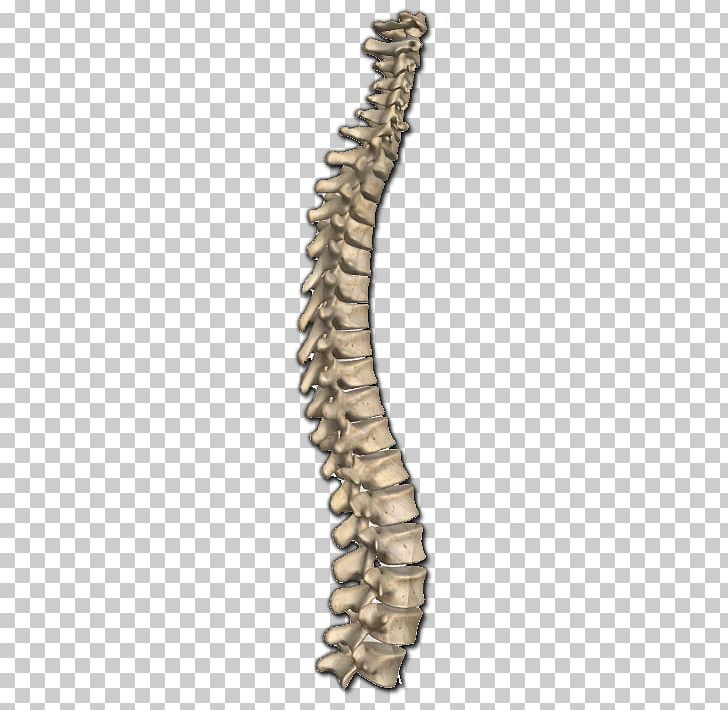 Vertebral Column Bone Anatomy Human Body Neck PNG, Clipart, Anatomy, Backbone, Bone, Chine, Definition Free PNG Download