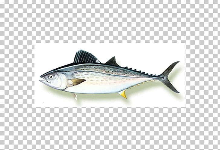 Mackerel Fish Products Sardine Oily Fish 09777 PNG, Clipart, 09777, Anchovy, Arti, Bla, Bonito Free PNG Download