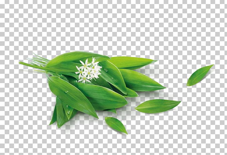 Vegetable Laizhou Zhaotai Food Limited Company Leaf Herb PNG, Clipart, China Foods Limited, Food, Food Drinks, Food Safety, Herb Free PNG Download