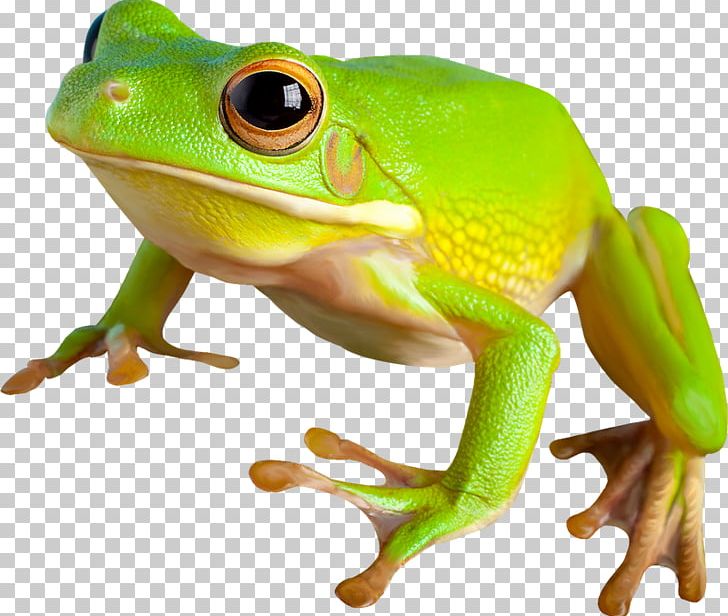 Amphibian True Frog Toad PNG, Clipart, American Bullfrog, Amphibian, Animal, Animals, Animation Free PNG Download