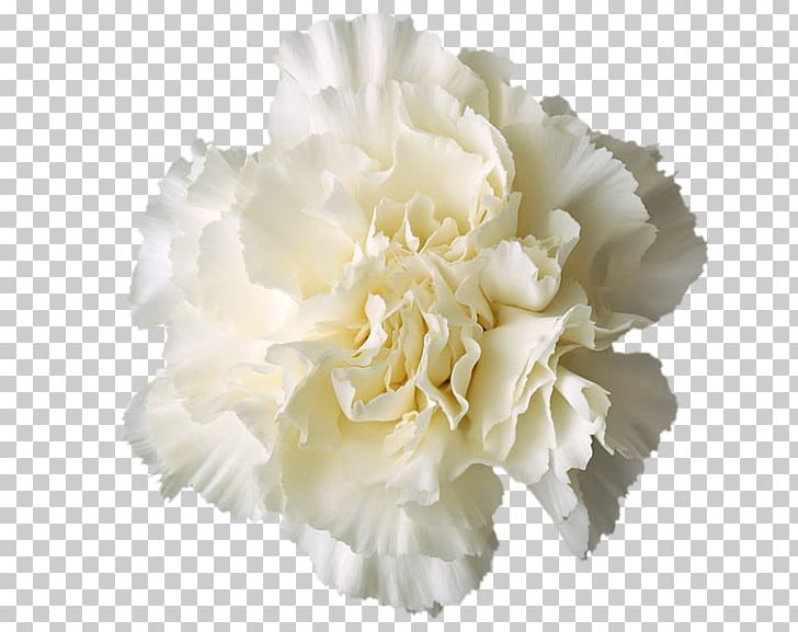 Carnation Boutonnière White PNG, Clipart, Boutonniere, Carnation, Carnetion, Color, Cut Flowers Free PNG Download