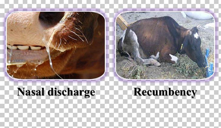 Cattle Fauna Snout PNG, Clipart, Cattle, Cattle Like Mammal, Encephalopathy, Fauna, Livestock Free PNG Download