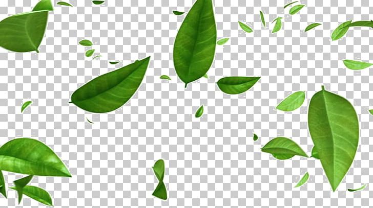 Stock Footage Leaf Green Video PNG, Clipart, 4k Resolution, 18 Th, 1080p, Basil, Branch Free PNG Download