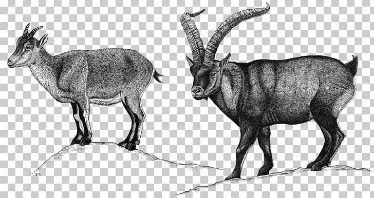 Chamois Goat Alpine Ibex Ahuntz Sheep PNG, Clipart, Alpine Ibex, Animals, Antelope, Antler, Cow Goat Family Free PNG Download