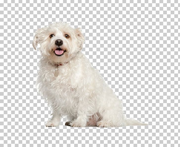 Maltese Dog Poodle Pug Shih Tzu Bichon Frise PNG, Clipart, Animals, Bichon, Bolognese, Carnivoran, Companion Dog Free PNG Download