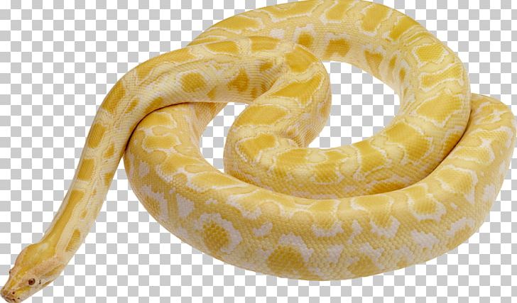 Snake Burmese Python PNG, Clipart, Animals, Boas, Burmese Python, Green Anaconda, Gucci Free PNG Download