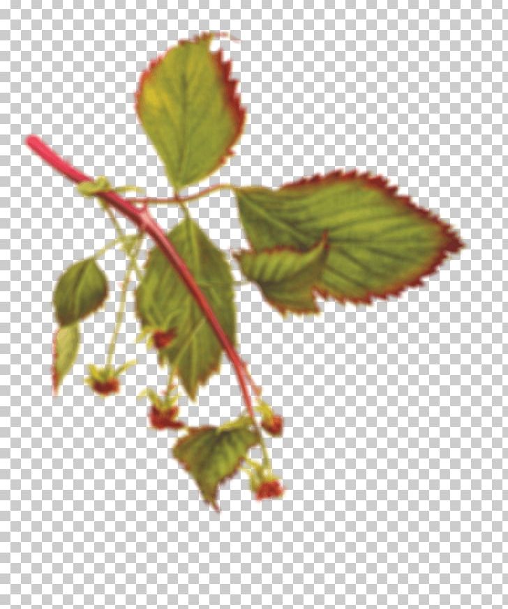 Wild Roots Vodka Marionberry Raspberry PNG, Clipart, Berry, Branch, Brennerei, Cherry, Drawing Free PNG Download