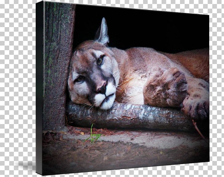 Cougar Whiskers Big Cat Snout PNG, Clipart, Animals, Big Cat, Big Cats, Carnivoran, Cat Free PNG Download