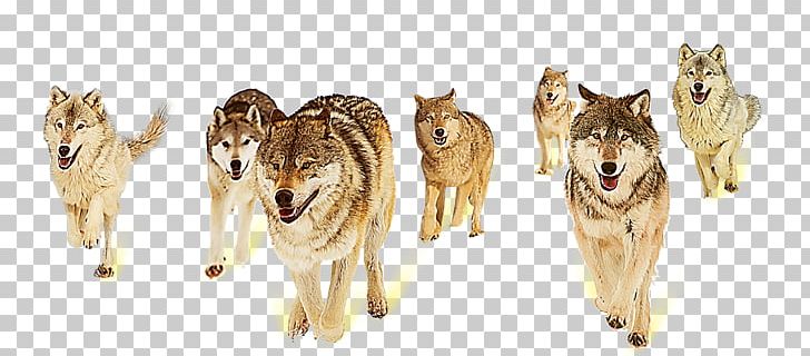 Gray Wolf Fox Information Teamwork Collaboration PNG, Clipart, Animals, Black Wolf, Business, Carnivoran, Competition Free PNG Download