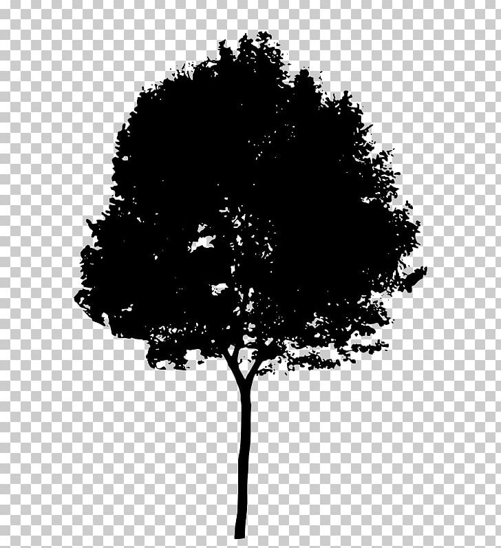 Silhouette Tree PNG, Clipart, Art, Black And White, Branch, Computer Wallpaper, Desktop Wallpaper Free PNG Download