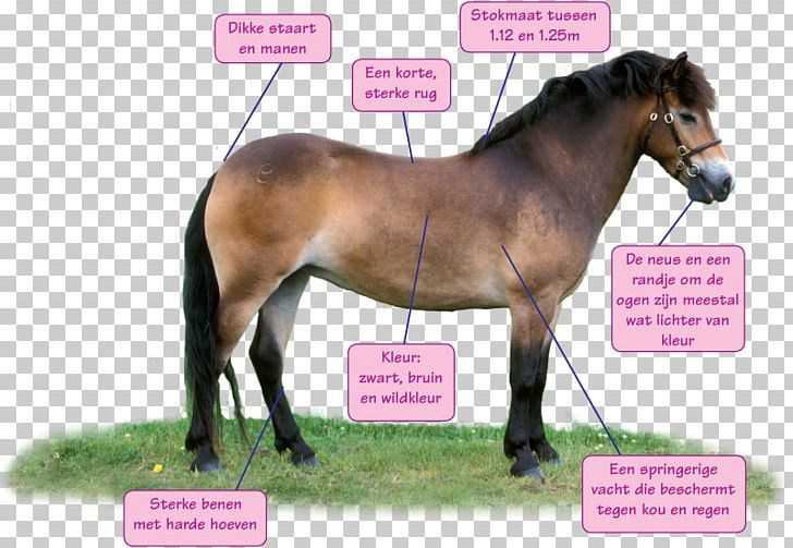 Stallion Exmoor Pony Mustang Shetland Pony PNG, Clipart, Bridle, Exmoor National Park, Exmoor Pony, Exmor, Foal Free PNG Download