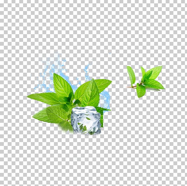 Water Mint Ice Cube Menthol PNG, Clipart, Branch, Cold, Computer Wallpaper, Cube, Cubes Free PNG Download