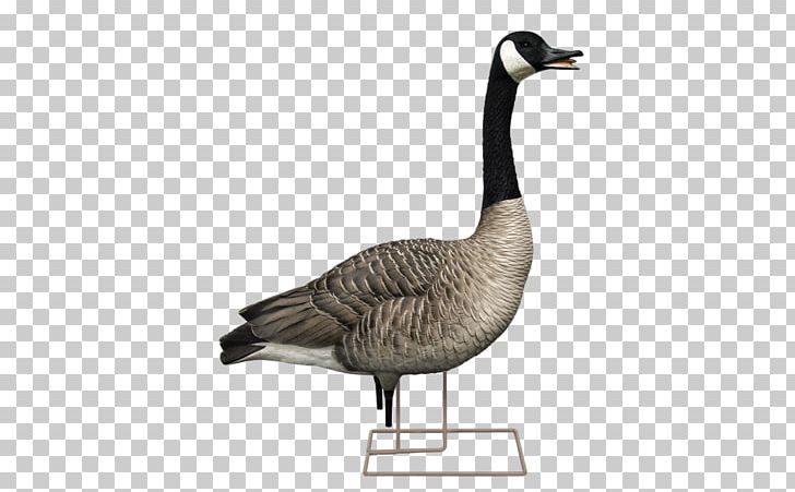 Canada Goose Decoy Duck PNG, Clipart, Animals, Anseriformes, Beak, Bird, Bird Ringing Free PNG Download