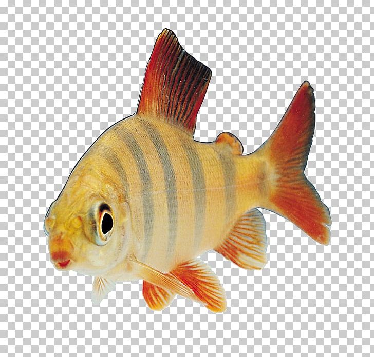 Fish PNG, Clipart, Animals, Aquarium, Batoidea, Bony Fish, Computer Icons Free PNG Download
