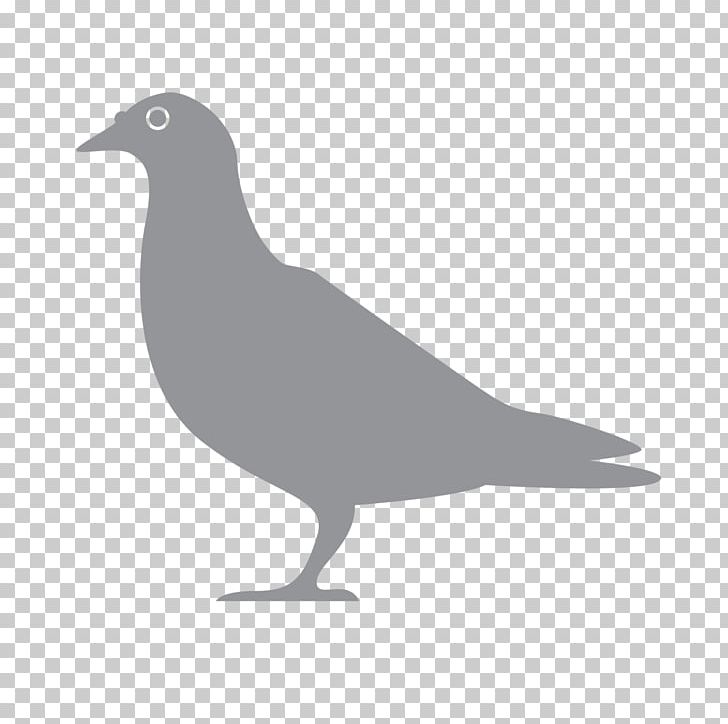 Pest Exterminator Beak Bird Pigeons And Doves PNG, Clipart, 1st Pest Control, Beak, Bird, Black, Black And White Free PNG Download
