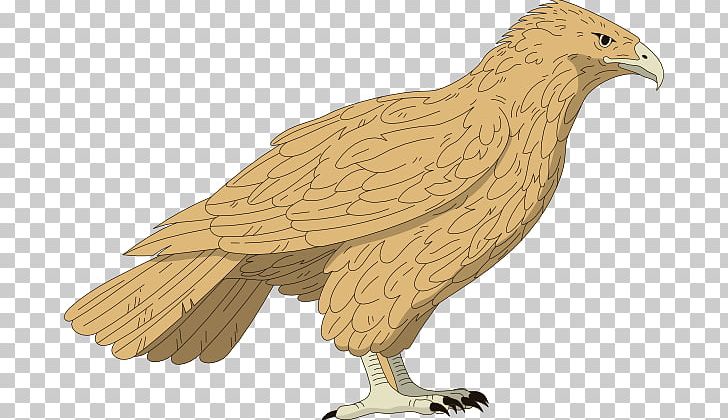 Red-tailed Hawk PNG, Clipart, Accipitriformes, Animal Figure, Bald Eagle, Beak, Bird Free PNG Download