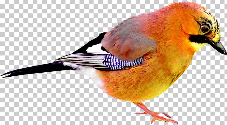 Bird Beak Animal PNG, Clipart, Animal, Animals, Beak, Bird, Bird Cage Free PNG Download