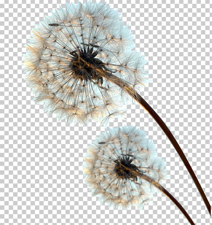 Dandelion PNG, Clipart, Adobe Illustrator, Black Dandelion, Closeup, Dandeli, Dandelion Flower Free PNG Download