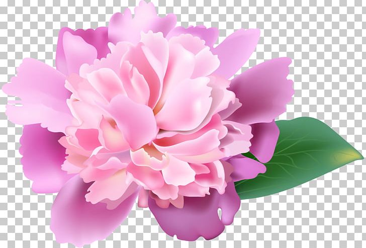 Peony Flower Resolution PNG, Clipart, Carnation, Clipart, Cut Flowers, Floral Design, Floristry Free PNG Download