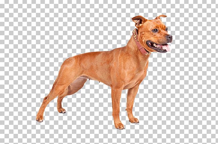 Staffordshire Bull Terrier American Staffordshire Terrier American Pit Bull Terrier American Bully PNG, Clipart, America, American Bulldog, American Pit Bull Terrier, American Staffordshire Terrier, Breed Free PNG Download