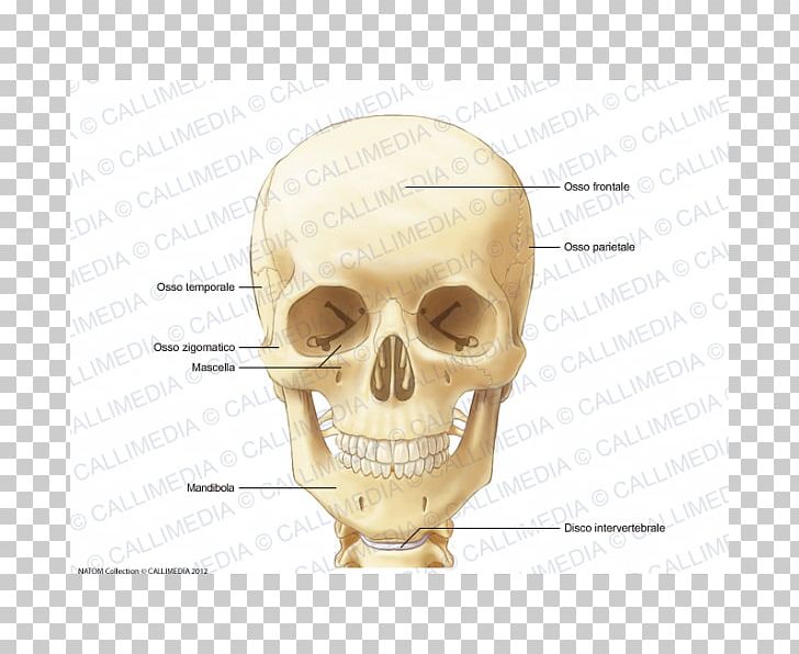 Anatomy Human Skeleton Neck Infraorbital Foramen Bone PNG, Clipart, Anatomy, Bone, Ear, Face, Head Free PNG Download