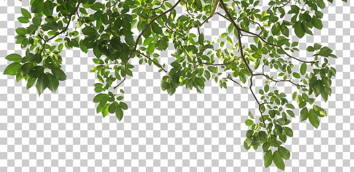 Branch Tree Photography Leaf Скинали PNG, Clipart, Branch, Graphic Design, Image File Formats, Jenko, Leaf Free PNG Download