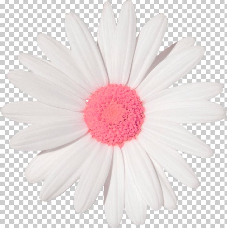 Common Daisy Sticker Wall Decal Flower Transvaal Daisy PNG, Clipart, Chrysanthemum, Chrysanths, Common Daisy, Cut Flowers, Daisies Free PNG Download